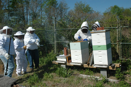 Starting Hive Inspection